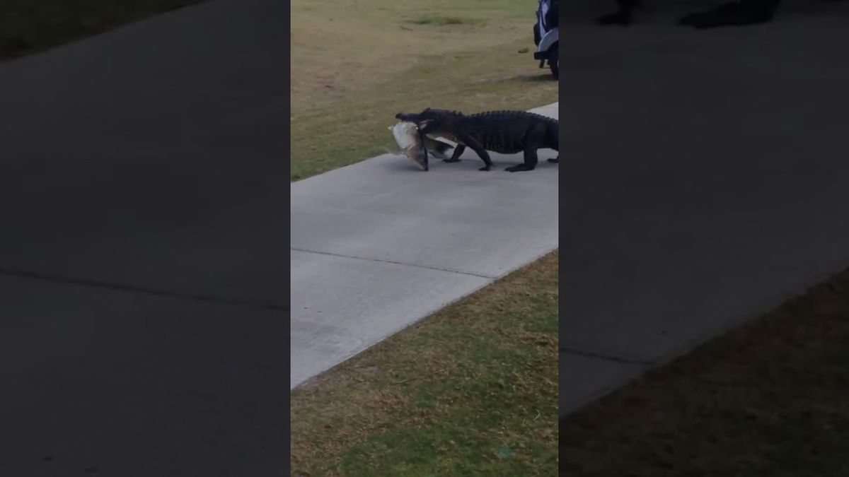 WTF! Alligator wandelt op z'n dooie gemak over de golfbaan (video)