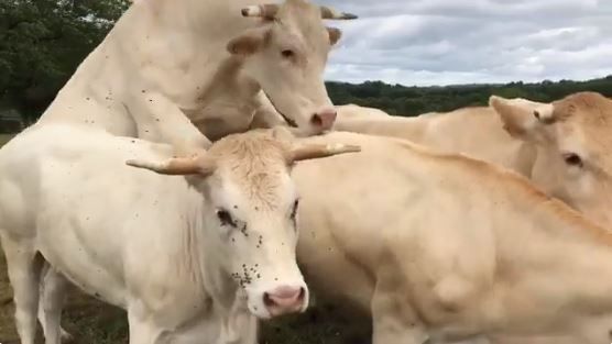 Tankink wil graag één zijn met koeien: 'Muuuhhhh' (video)