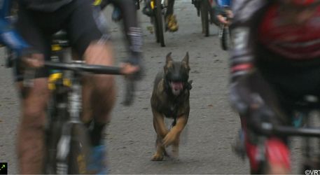 🎥 | Woef! Ontsnapte hond rent vrolijk met renners mee tijdens Druivencross 🐶