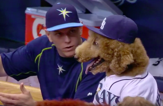 Tampa Bay Rays hebben wel heel bijzondere mascotte (video)