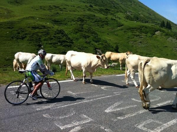 Koeien op route van Tourpeloton