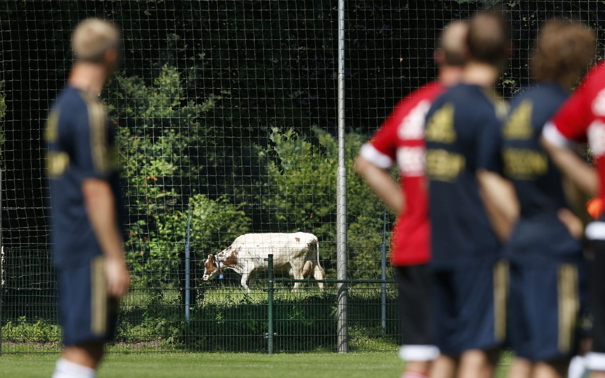 Losgebroken koe bezorgt Schotse club keepersprobleem
