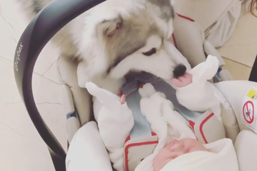 Schattig! Hond van Daley Blind geeft kusjes aan pasgeboren zoontje Lowen (video)