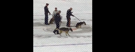 🎥 | Politiehond KAKT op ijsvloer van NFL-team Philadelphia Flyers