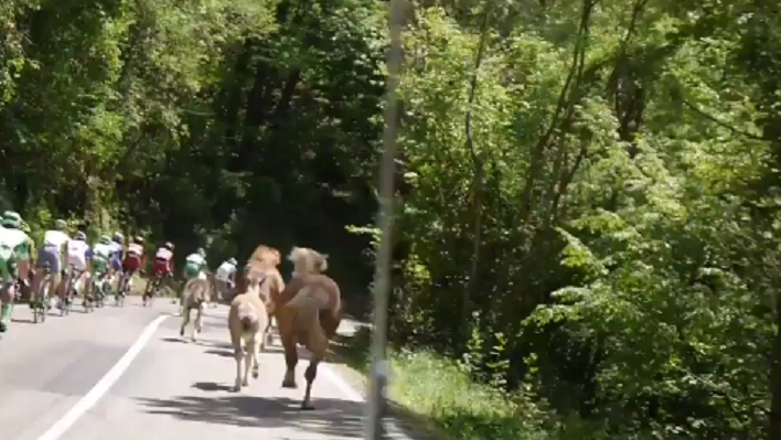 LOL! Paarden willen ook meedoen aan Giro d'Italia (video)