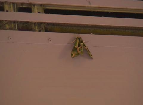 📸😂 | Gigantische mot legt MMA-wedstrijd stil: 'Oké, dat is wel een héél groot beest'