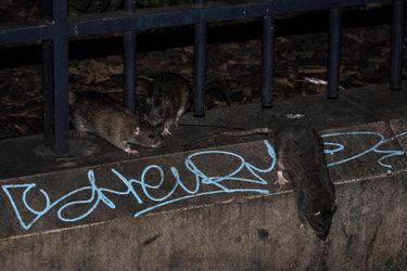 Bizar: rat knabbelt een stuk van voet van oud-international tijdens zijn slaap