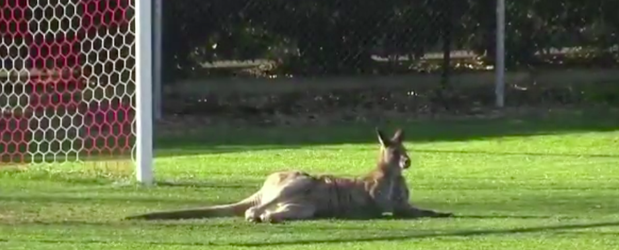 🎥 | KEEPERTJE! Kangoeroe komt het veld op in Australië en vermaakt zich prima