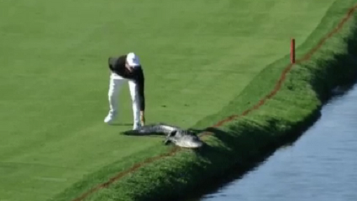 WTF! Golfer geeft alligator billenkoek (video)