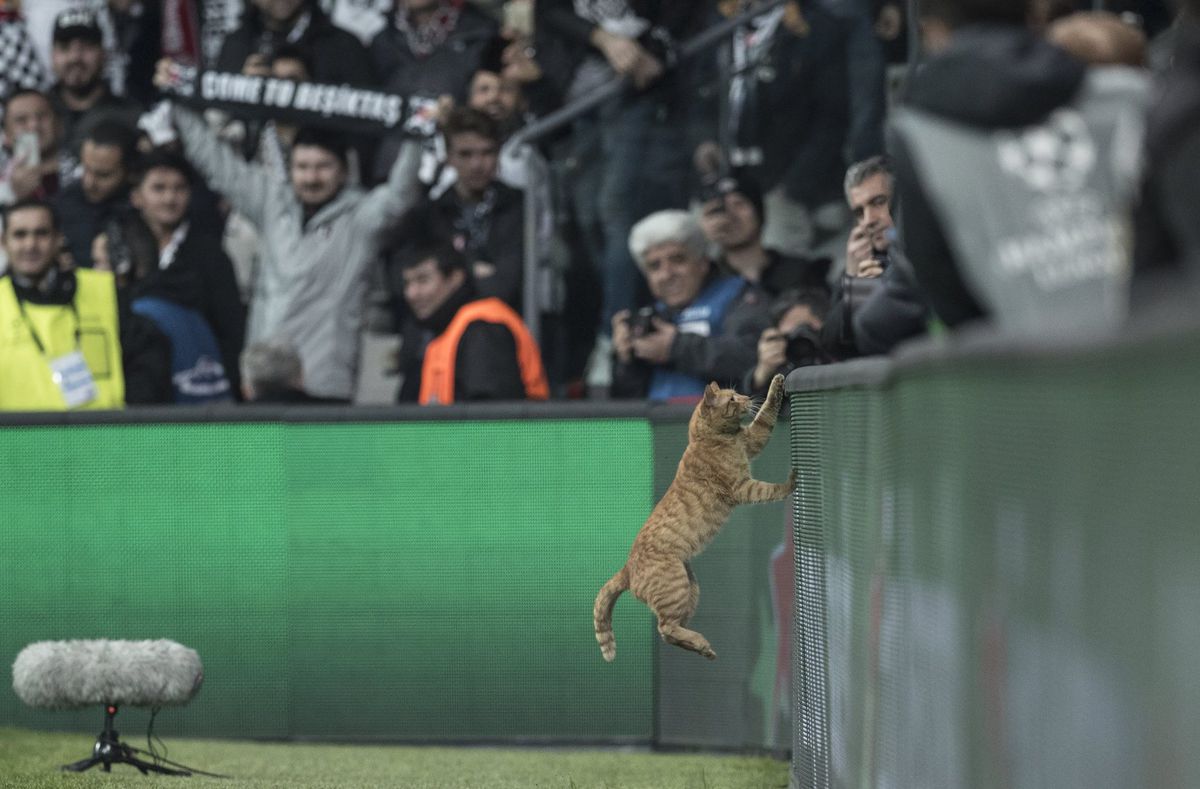 UEFA geeft Besiktas dikke boete voor lief huiskatje op het veld