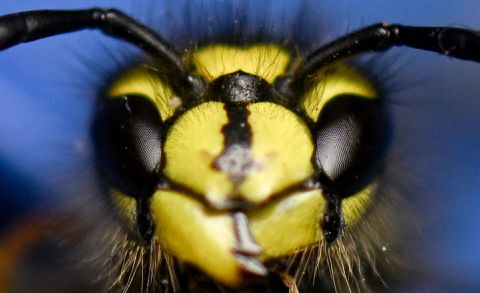 🎥​ | De WK darts-wesp zoemt Ally Pally binnen: 'Kan aan zijn parfum liggen'