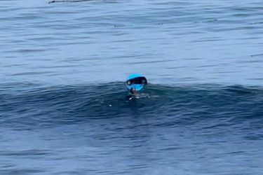 🎥 | ZIEN! Surfer raakte 'slaags' met brutale zeeotter die zijn surfboard inpikte