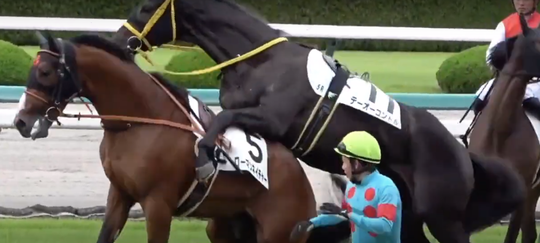 😂🎥| Racepaard wil paren met tegenstander, jockey springt vlug weg