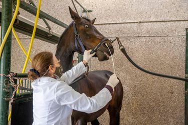Problemen met paardenvirus: 'Onze mensen daar lopen op hun tandvlees'