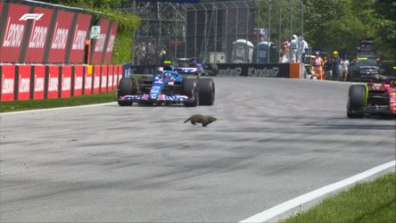 🎥​ | Megamarmot! Groundhog ontwijkt 3 F1-auto's bij GP van Canada
