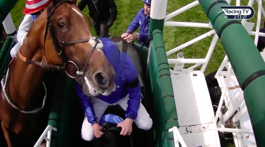 🎥 | Jockey William Buick krijgt kopstoot van paard: 'Net zo hard als een KO-klap'