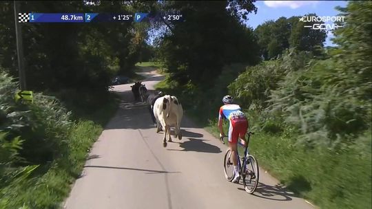 Niki Terpstra wordt gehinderd door koeien bij Bretagne Classic, Cosnefroy wint