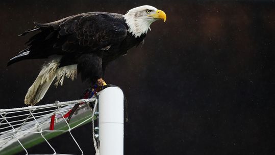 Man vast voor slaan mascotte Crystal Palace