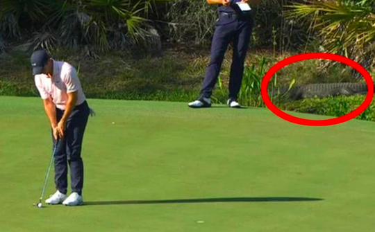 🐊 | Dieren op de golfbaan deel 286? Alligator houdt Rory McIlroy gezelschap