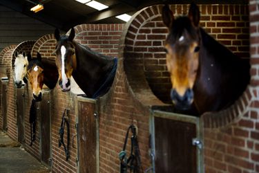 Belastingdienst liep honderden miljoenen euro's mis door fraude in paardenhandel