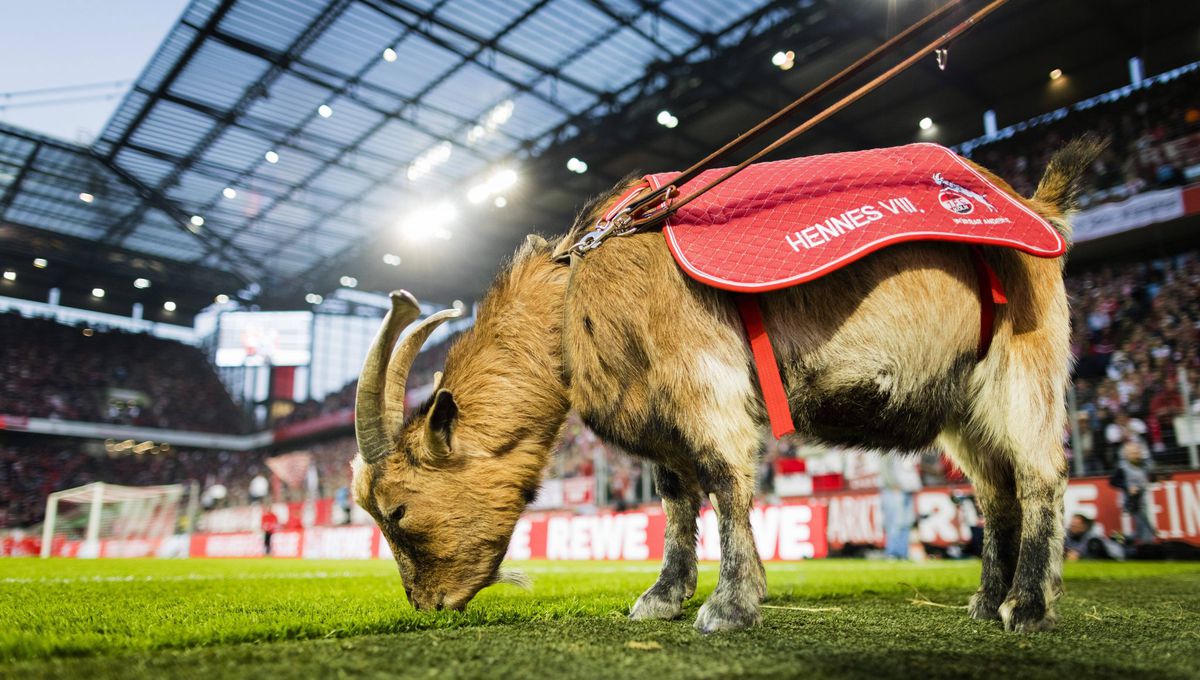 1. FC Köln heeft een nieuwe geit: maar kan hij het stadion wel aan? 🐐