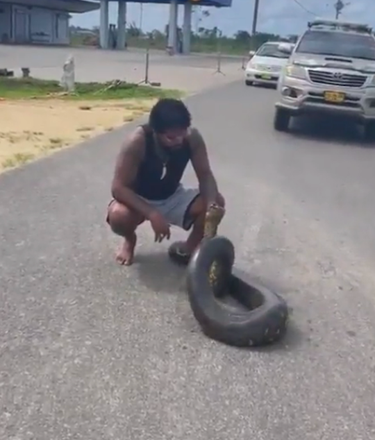 🐍 | Tyrone Spong vs slang: kickbokslegende grijpt meterslange anaconda bij z'n kop