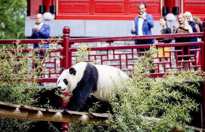 NEC gaat mogelijk met de panda's van Boekhoorn spelen