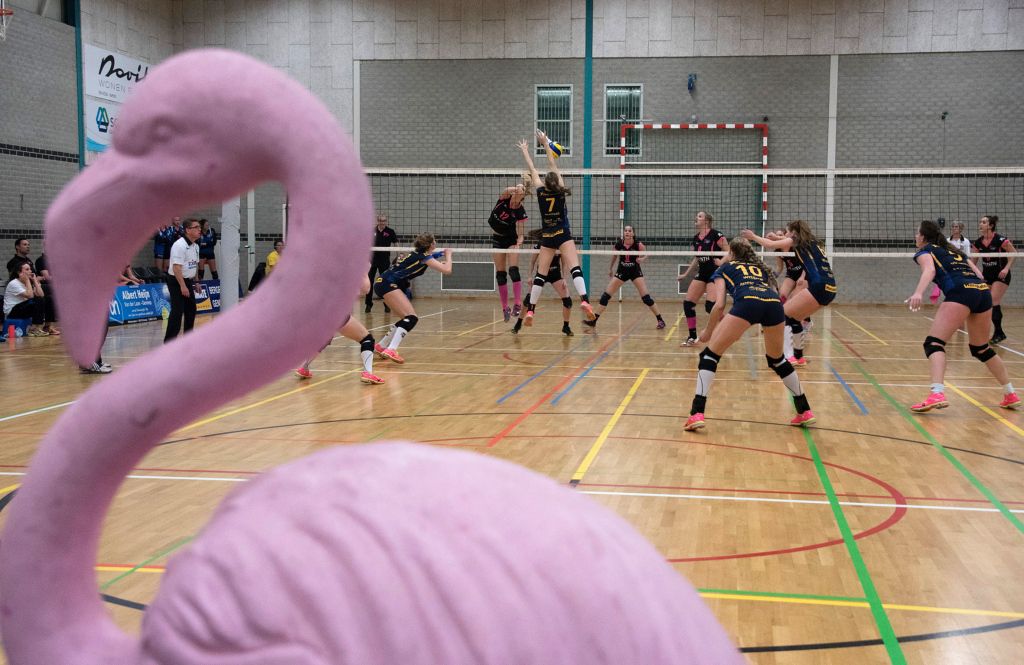 Volleybalsters van Flamingo's Activia moeiteloos langs hekkensluiter