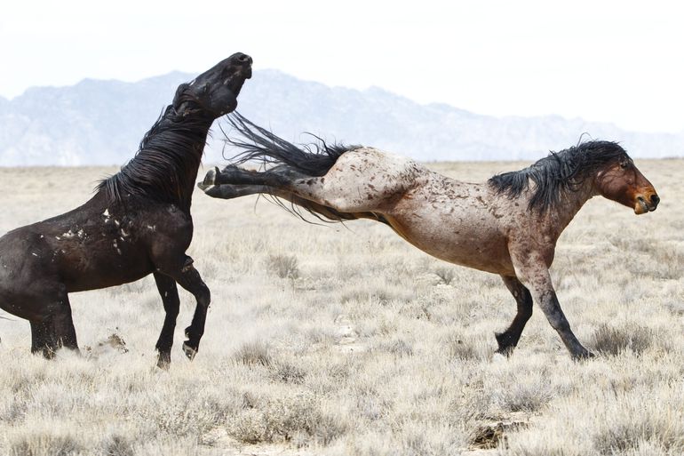🎥 | Paard met domme naam trapt ruiter: 'Kreeg schop tegen mijn reet'