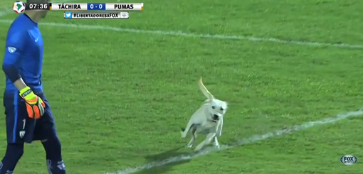 Hondje bestormt veld en speelt met voetballers (video)