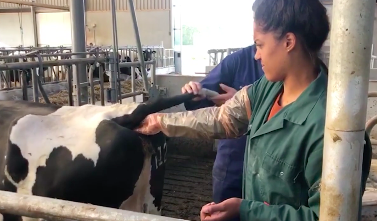 Celeste Plak klust bij op boerderij: 'Zat ik met mijn arm tot aan mijn oksel in een koe'