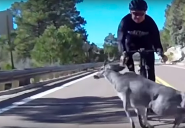 BAM-bi! Amerikaanse wielrenner klapt tijdens het afdalen vol op overstekend hert (video)