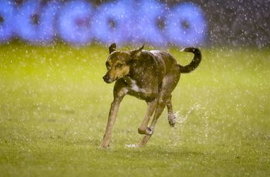 🎥 | Haha! Hond van Miguel Ibarra verpest toiletrol-challenge