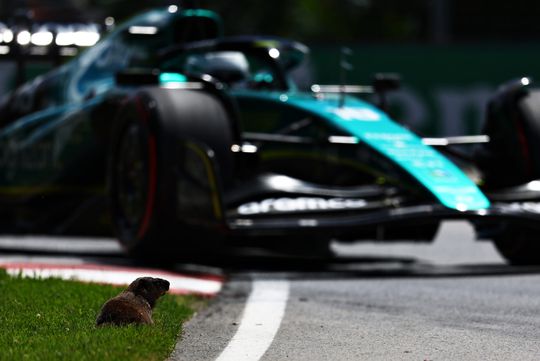 📸 | BIZAR! Een marmot steekt ff het Formule 1-circuit over en botst bijna met Sainz