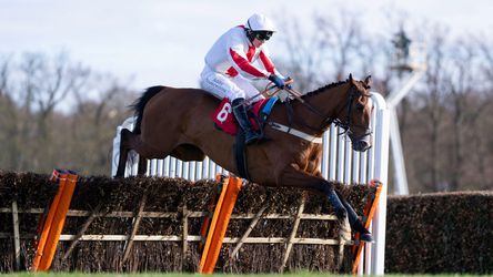 Vreselijk! Paard overlijdt bij racefestival in Engeland