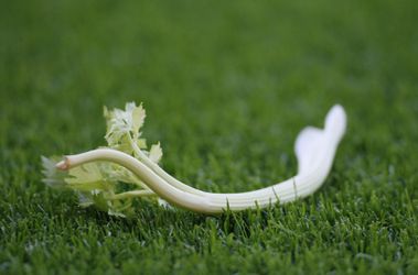 Dit is waarom Chelsea selderij verbiedt