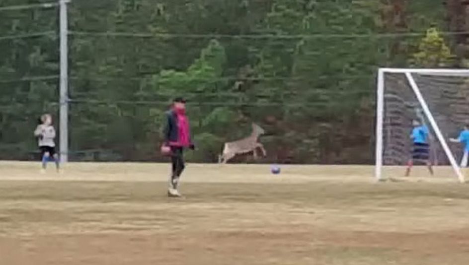 Bambi maakt wereldgoal (video)