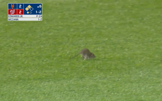 🎥🐀 | Rat verstoort MLB-duel tussen NY Mets en Washington Nationals