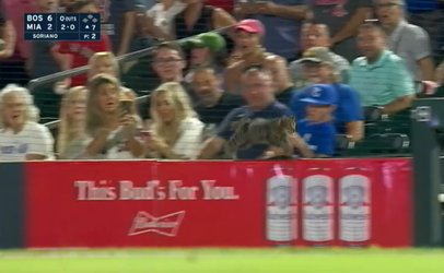 🎥 | Kat zet MLB-wedstrijd op z'n kop: 'Sprong bijna in mijn haar'