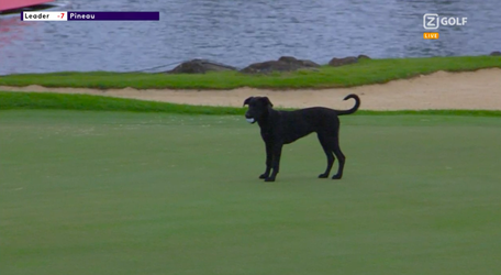 🐶🎥 | Braaf beest! Speelse hond pakt golfbal af, en geeft deze netjes terug