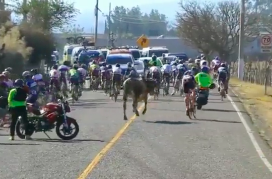 🎥🐂 | Dolle stier maakt peloton vluchtende wielrenners bang bij Tour de La Paz
