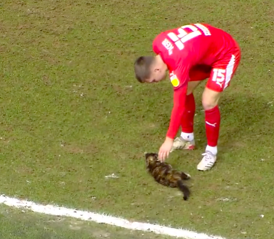 🎥 | Poes-invasion! Katje verstoort wedstrijd tussen Wigan en Sheffield Wednesday