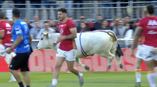 🎥🐂 | WTF! Rugbyspelers in angst voor losgeslagen stier