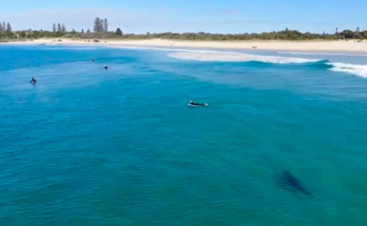 SICK! Witte haai zwemt op z'n gemakje langs nietsvermoedende Australische surfers (video)
