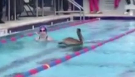 Eigenwijze pelikaan verstoort zwemwedstrijd (video)