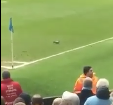 Supporters zien duif op veld: 'Geef hem een contract' (video)