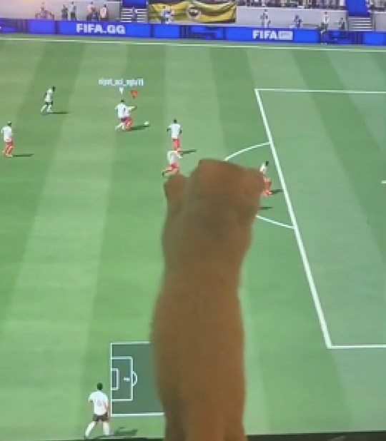 😂🎥 | Huiskat Elmo zit voor het beeld van FIFA-speler: 'Ik zie precies geen klote!'