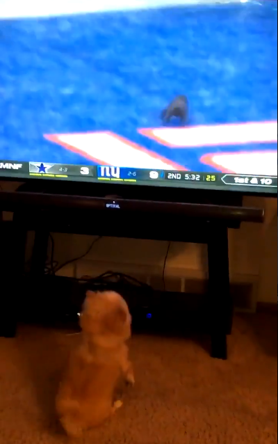 🎥 | HAHA! Kat pakt shine bij NFL-pot, hond ziet het en wordt GEK