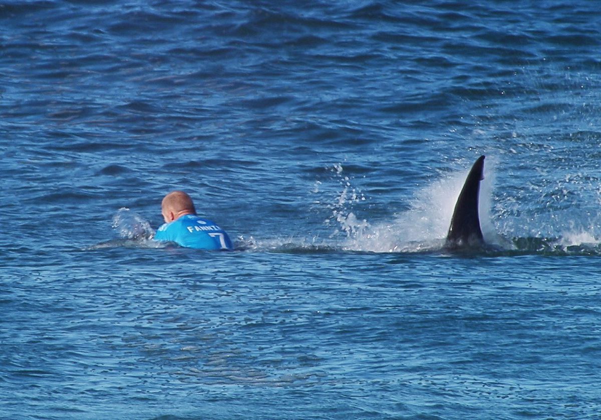 Video: Haai valt wereldkampioen surfen aan