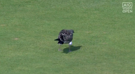 🎥 | Birdie! Zeemeeuw probeert bal te jatten op golfbaan